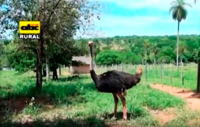 En  este video, la cría de avestruces y sus  particularidades.