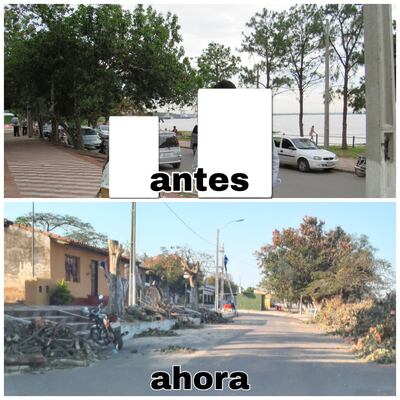 Árboles depredados en Villa Hayes.