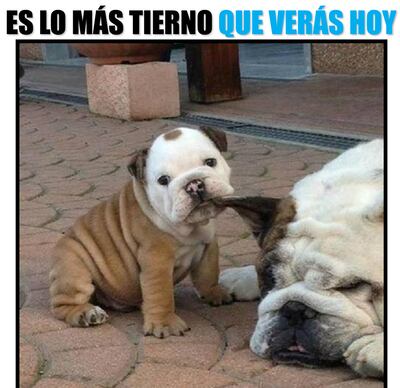 Imagen sin descripción