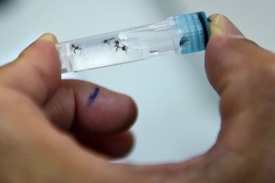 dengue mosquito aedes aegypti