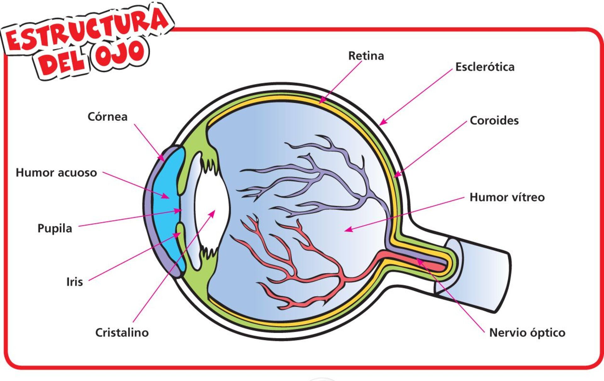 sentido de la vista para niños