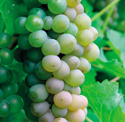 La estructura de la vid