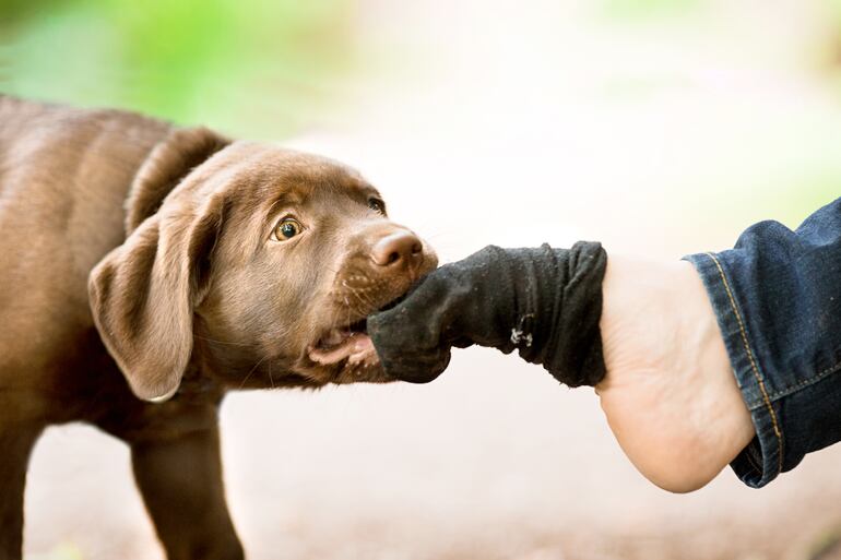 Los perros acompañantes son compañeros fieles que pueden asumir tareas inimaginables, como ayudar a desvestirse.