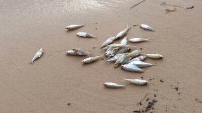 /pf/resources/images/abc-placeholder.png?d=2428