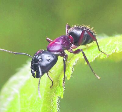 /pf/resources/images/abc-placeholder.png?d=2395