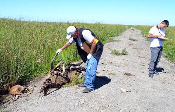 el-biologo-derlis-lvarez-inspeccionando-un-ciervo-muerto--201018000000-1305883.jpg