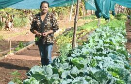 ademas-de-tomate-zanahoria-y-otras-hortalizas-tambien-crecen-muy-bien-los-repollos-en-esta-huerta-organica-como-mostro-dona-emilia-ferreira--210702000000-1769845.jpg