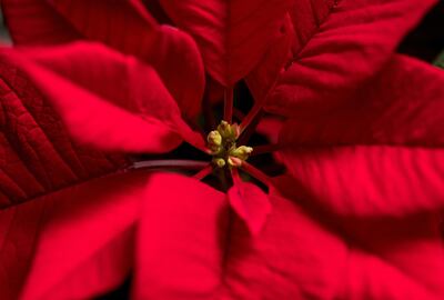 Esta flor tan hermosa puede ser venenosa para algunos animales.