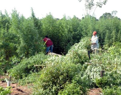 Plantaciones de marihuana en  San Pedro. Los labriegos piden un debate técnico para remplazar el cultivo ilegal.