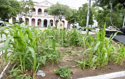 La huerta que fue instalada en la plaza “Juan de Salazar”, frente al Centro Cultural El Cabildo forma parte de la muestra colectiva “Asunciones!”.