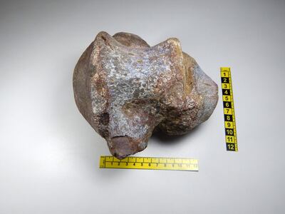 Fósil de dinosaurio