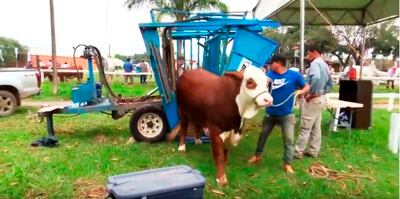 La podología es una práctica conveniente para el ganado bovino.
