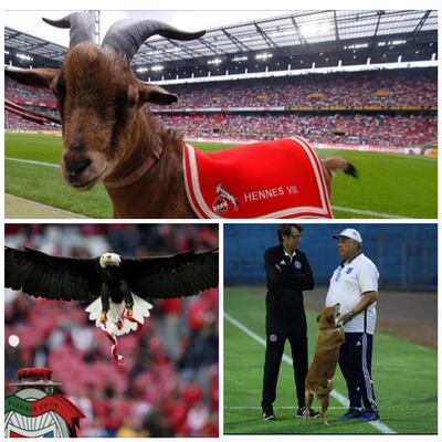 Hennes del Köln (arriba), el águila Victoria del Bénfica (abajo, a la izquierda) y la perrita Tesapara del 2 de mayo (abajo, a la derecha) representan algunas icónicas mascotas de clubes de fútbol.
