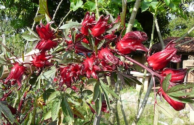 Con el cáliz de la rosella se pueden preparar muy fácilmente jugos en la licuadora, mermeladas, helados y postres que requieran un sabor ácido, parecido al que se obtiene cuando se usa la frutilla, se puede endulzar con ka’a he’ê.