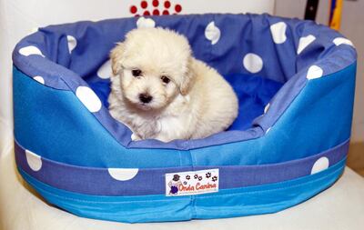 Imagen sin descripción