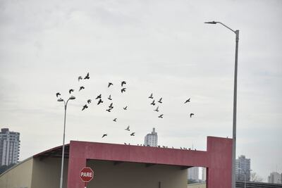 El cielo permanecerá mayormente nublado, aunque las precipitaciones en general se presentarían en forma de chaparrones.