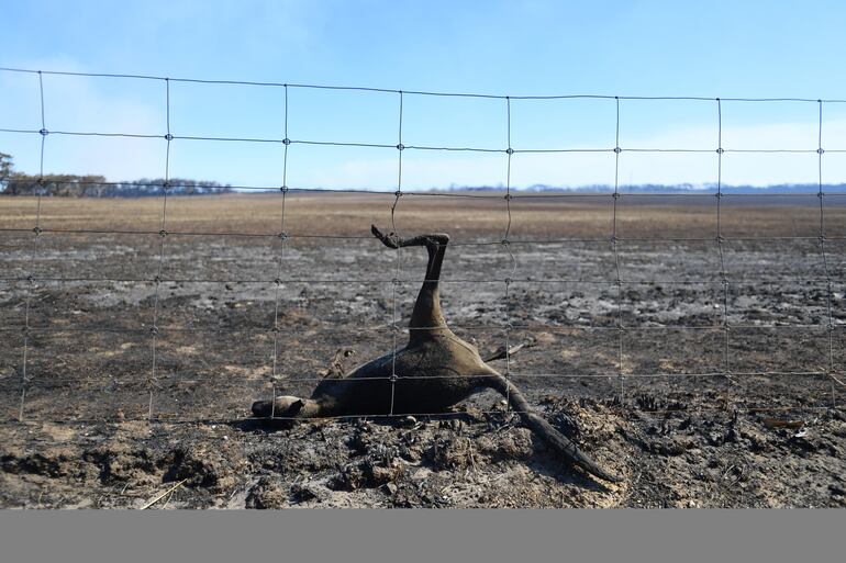 La carcasa de un canguro es vista en un área devastada por los fuegos en la Isla Canguros, en Australia.