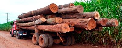 La foto corresponde a un cargamento que salía de la Reserva Morombí, donde en los últimos dos años se registraron casi 3.000 hectáreas de deforestación de bosques nativos para el cultivo de marihuana. NN.UU. urge acciones a las autoridades nacionales.