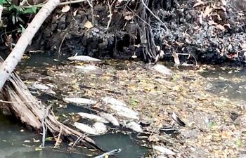 La posible contaminación del arroyo Caañabé fue denunciada en la fiscalía del Ambiente y el Mades.