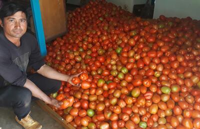 Tomateros piden auxilio a autoridades