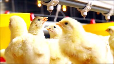 La cría del pollito no es un pasatiempo, es un trabajo serio y necesita de compromiso desde la hora cero y a cada hora. Es muy importante la atención en las primeras horas; los pollitos deben aumentar un mínimo de 12-18 gramos en estas horas.