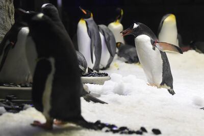 Los pinguinos Gentoo y King en el Sydney Aquarium.