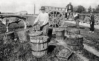 Escena de vendimias en Saint Émilion (Francia): todavía conservan hoy un carácter artesanal.