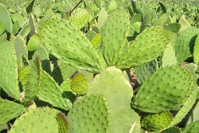 Imagen sin descripción