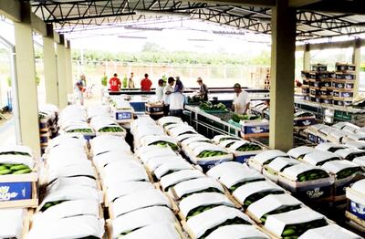 Un grupo de bananeros trabajan en un centro de empaque del producto. Formará parte de la alimentación de  los escolares.
