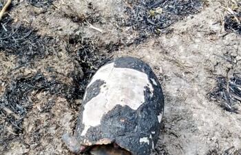 Se perdieron tortugas y serpientes.