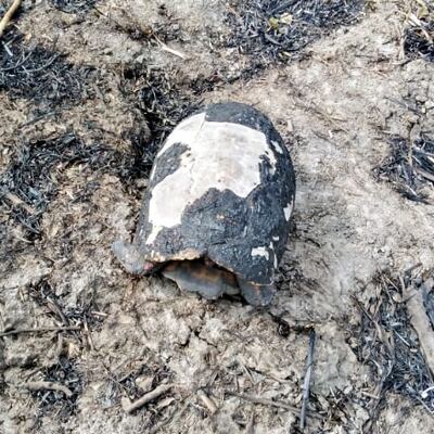 Se perdieron tortugas y serpientes.