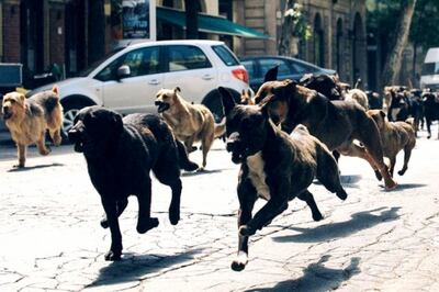 Jauría de perros en la capital del país europeo Georgia.