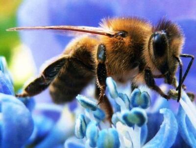 Las abejas  resultan insustituibles para la vida en el planeta.