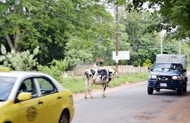 dos-de-los-animales-vacunos-que-circulaban-sin-inconvenientes-sobre-la-calle-arsenia-o-de-gonzalez--205620000000-524422.jpg