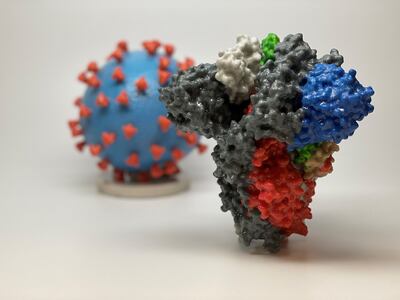 Fotografía cedida por los Institutos Nacionales de la Salud (NIH) que muestra una impresión 3D de una proteína espiga de SARS-CoV-2 (primer plano), el virus que causa COVID-19, frente a una impresión 3D de una partícula de virus SARS-CoV-2 (atrás).