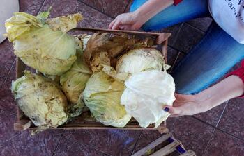 repollos-que-iban-a-ser-tirados-fueron-recuperados-para-el-jopara--172738000000-1580140.jpeg