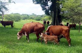 algunos-ejemplares-bovinos-de-paraguay-en-uno-de-los-campos-de-ecuador-foto-facilitada-por-ceferino-mendez--222903000000-1430953.jpg