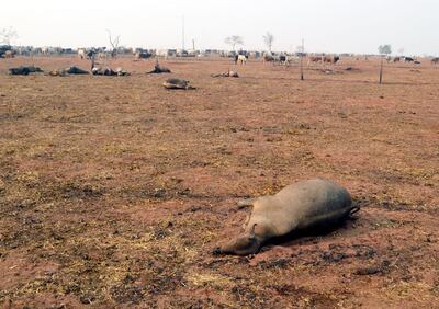 Uno 60 animales vacunos de la estancia Toroveve murieron como consecuencia de la humareda producto del voraz incendio.