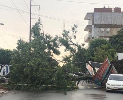 Un árbol caído sobre una avenida de Pedro Juan Caballero durante la tormenta obstaculizó el tránsito por varias horas.
