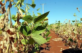 existe-irregular-desarrollo-de-la-soja-en-medio-de-inestabilidad-climatica-de-los-ultimos-meses--211310000000-1794963.jpg