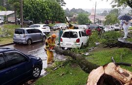 el-temporal-provoco-la-caida-de-un-arbol-que-afecto-a-tres-vehiculos-en-ciudad-del-este-no-hubo-heridos--211931000000-1771791.jpg