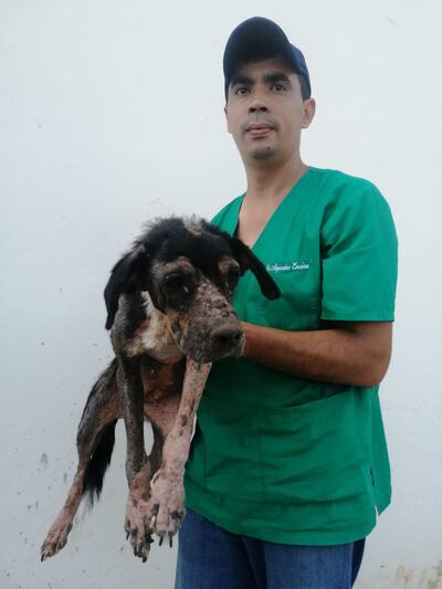 Piden ayuda para seguir cuidando de perros y gatos rescatados.