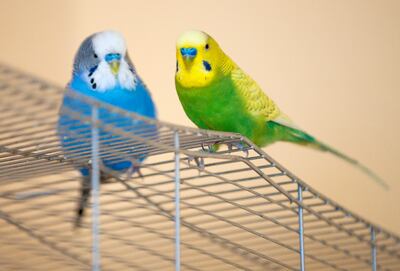 Las necesidades de proteínas de los periquitos no deben cubrirse con productos lácteos. Los frutos secos, las verduras crudas o las legumbres son mejores.