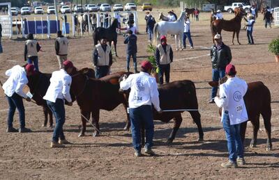 Juzgamientos de animales Santa Getrudi.