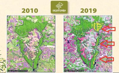Las imágenes satelitales de la Reserva Morombí muestran la degradación que han sufrido los bosques de esta importante zona protegida, a raíz de actividades ilícitas como el rollotráfico, la producción y comercialización de carbón y la plantación de marihuana dentro de la reserva.