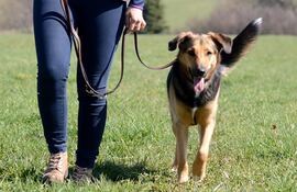 los-paseos-son-apropiados-para-practicar-ejercicios-de-obediencia-con-el-perro--92446000000-1748800.jpeg