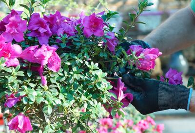 Imagen sin descripción