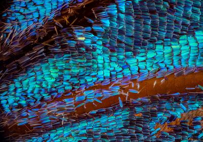 Escamas en el ala de la mariposa.