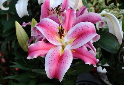 /pf/resources/images/abc-placeholder.png?d=2395