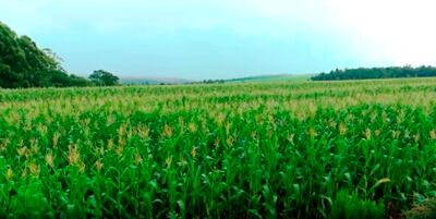 Este es un nuevo programa de ABC Rural Tv, en donde se pueden ver los videos agropecuarios  que destacan el trabajo en el campo.